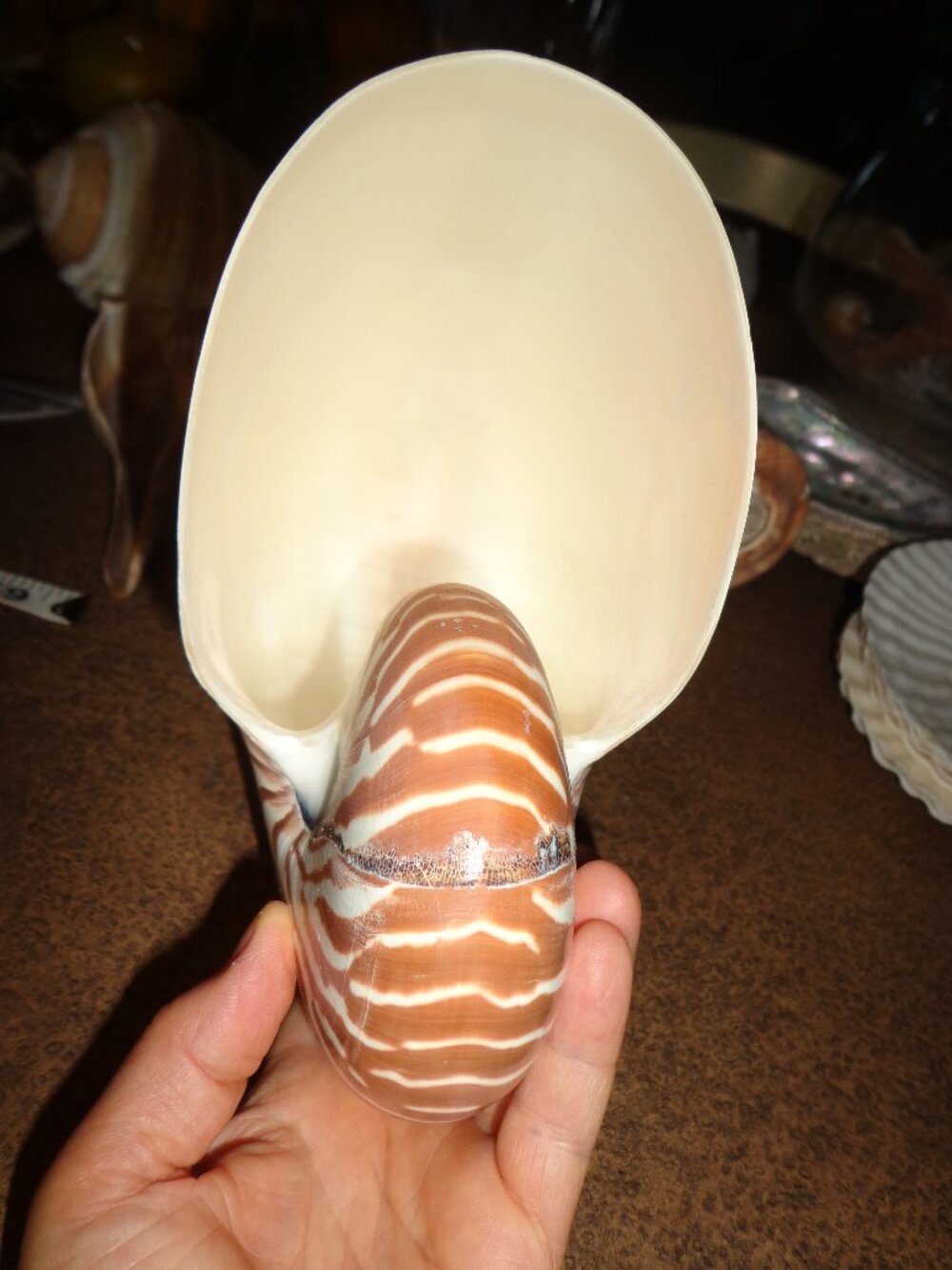Sea Shell 8" Natural Nautilus Whole Nature's Beauty - Picture 3 of 7